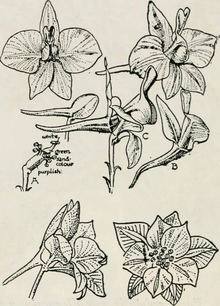 An illustration from The essentials of illustration, a practical guide to the reproduction of drawings & photographs for the use of scientists & others, 1915, leaf 105