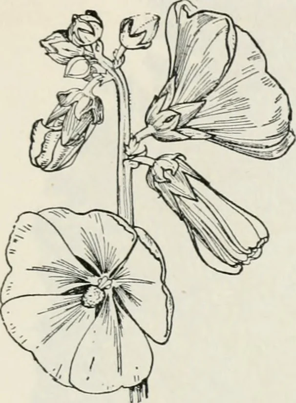 An illustration from The essentials of illustration, a practical guide to the reproduction of drawings & photographs for the use of scientists & others, 1915, leaf 106