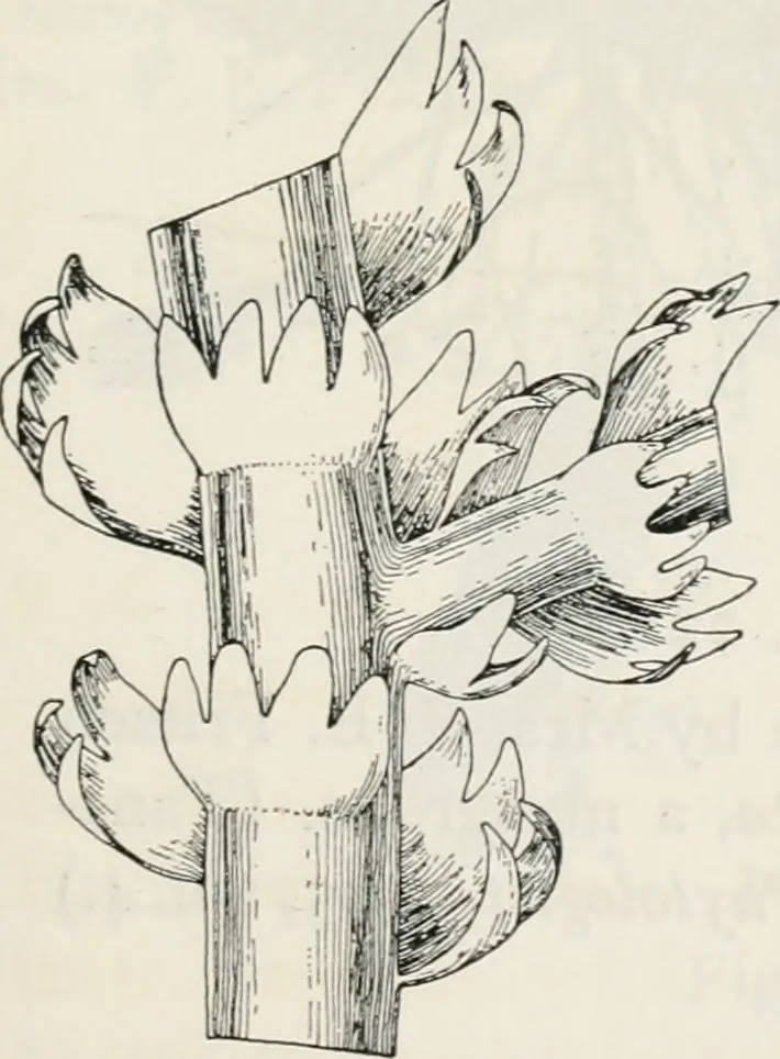 An illustration from The essentials of illustration, a practical guide to the reproduction of drawings & photographs for the use of scientists & others, 1915, leaf 106