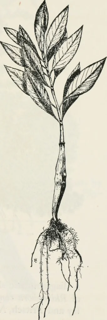 An illustration from The essentials of illustration, a practical guide to the reproduction of drawings & photographs for the use of scientists & others, 1915, leaf 106