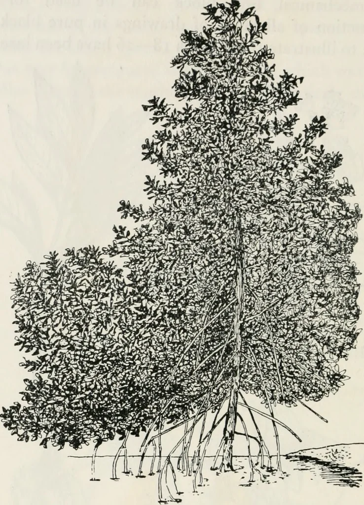 An illustration from The essentials of illustration, a practical guide to the reproduction of drawings & photographs for the use of scientists & others, 1915, leaf 107