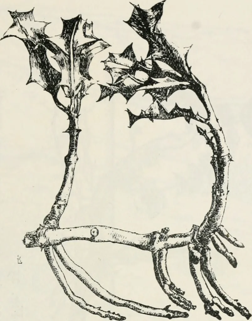 An illustration from The essentials of illustration, a practical guide to the reproduction of drawings & photographs for the use of scientists & others, 1915, leaf 108