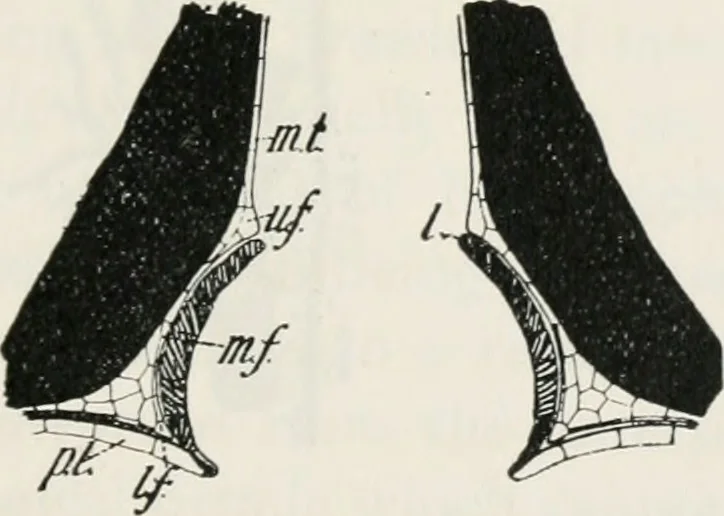 An illustration from The essentials of illustration, a practical guide to the reproduction of drawings & photographs for the use of scientists & others, 1915, leaf 108