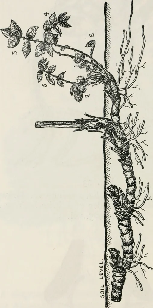 An illustration from The essentials of illustration, a practical guide to the reproduction of drawings & photographs for the use of scientists & others, 1915, leaf 109