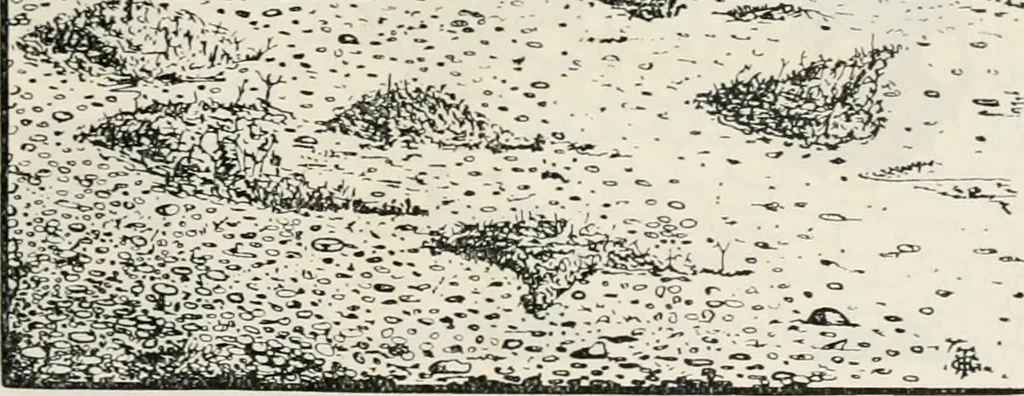 An illustration from The essentials of illustration, a practical guide to the reproduction of drawings & photographs for the use of scientists & others, 1915, leaf 110