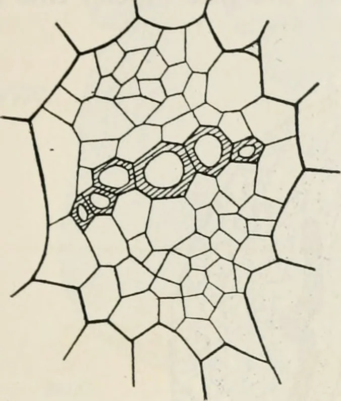 An illustration from The essentials of illustration, a practical guide to the reproduction of drawings & photographs for the use of scientists & others, 1915, leaf 112