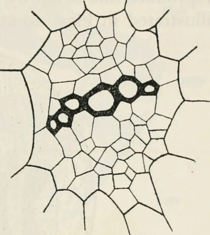 An illustration from The essentials of illustration, a practical guide to the reproduction of drawings & photographs for the use of scientists & others, 1915, leaf 112