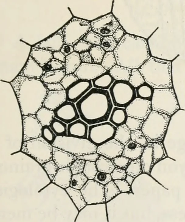 An illustration from The essentials of illustration, a practical guide to the reproduction of drawings & photographs for the use of scientists & others, 1915, leaf 112
