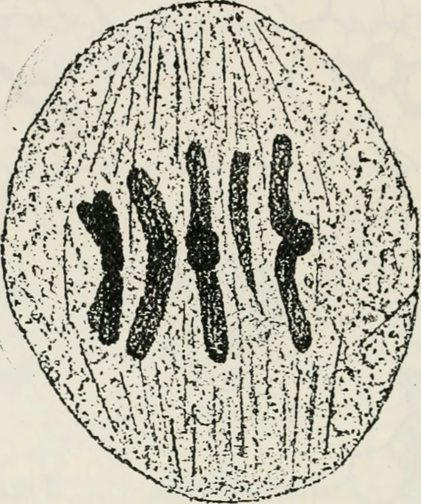 An illustration from The essentials of illustration, a practical guide to the reproduction of drawings & photographs for the use of scientists & others, 1915, leaf 113