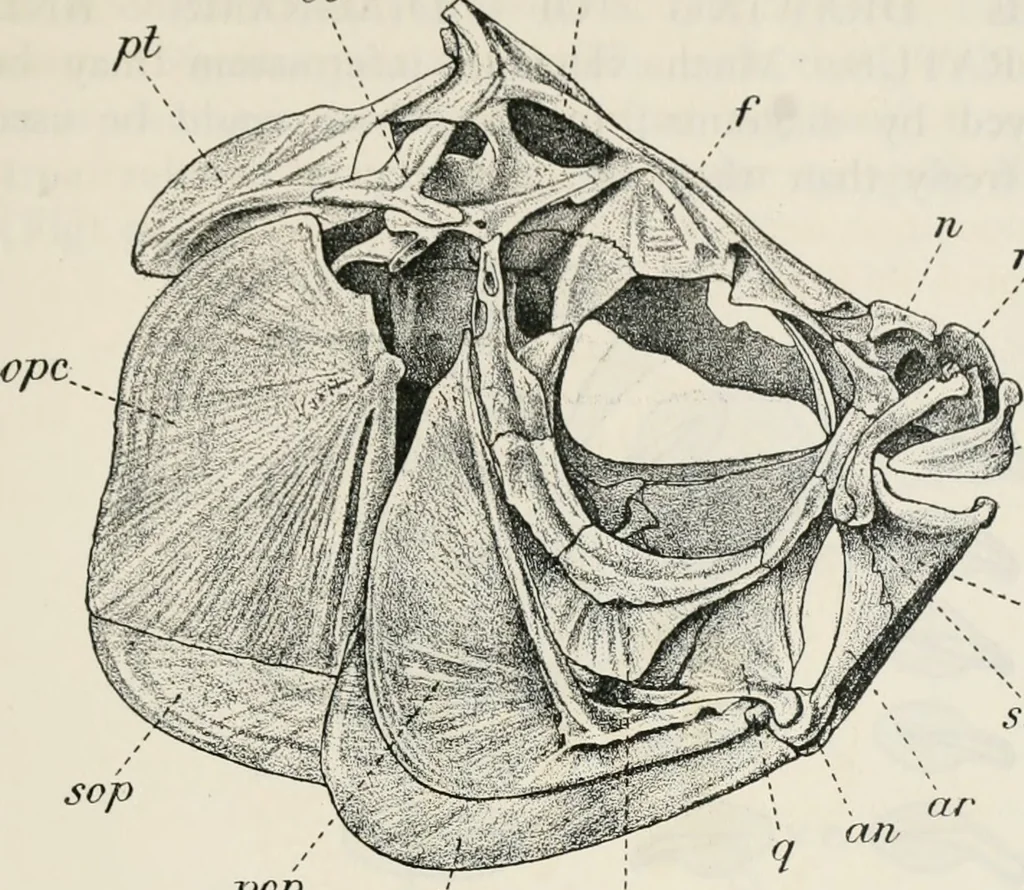 An illustration from The essentials of illustration, a practical guide to the reproduction of drawings & photographs for the use of scientists & others, 1915, leaf 114