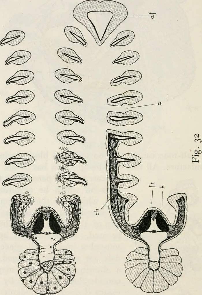 An illustration from The essentials of illustration, a practical guide to the reproduction of drawings & photographs for the use of scientists & others, 1915, leaf 115