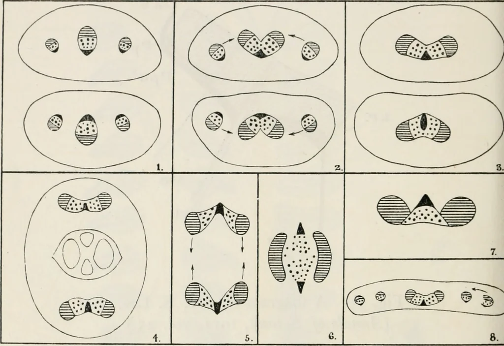 An illustration from The essentials of illustration, a practical guide to the reproduction of drawings & photographs for the use of scientists & others, 1915, leaf 117