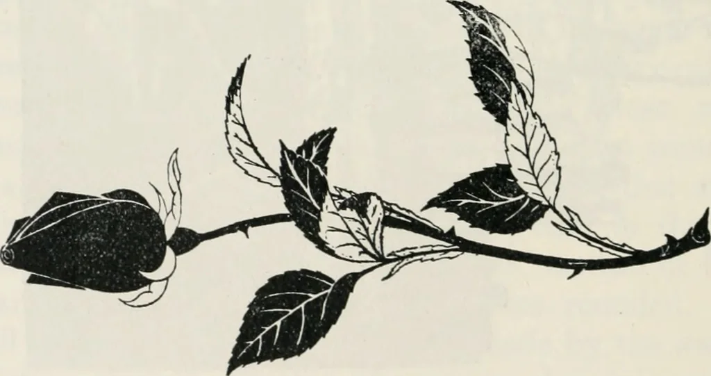 An illustration from The essentials of illustration, a practical guide to the reproduction of drawings & photographs for the use of scientists & others, 1915, leaf 129