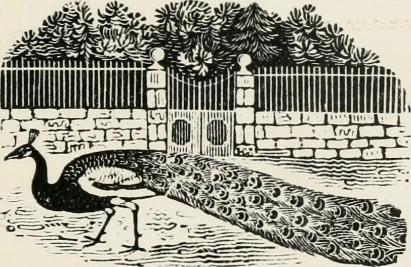 An illustration from The essentials of illustration, a practical guide to the reproduction of drawings & photographs for the use of scientists & others, 1915, leaf 30