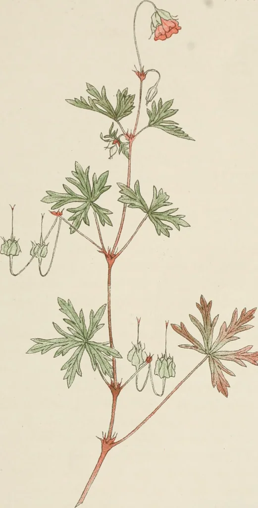 An illustration from The essentials of illustration, a practical guide to the reproduction of drawings & photographs for the use of scientists & others, 1915, leaf 44