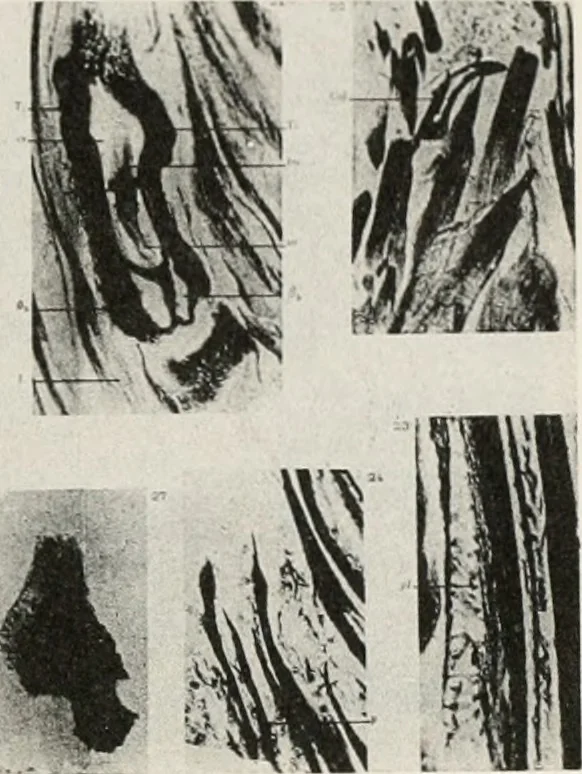 An illustration from The essentials of illustration, a practical guide to the reproduction of drawings & photographs for the use of scientists & others, 1915, leaf 50