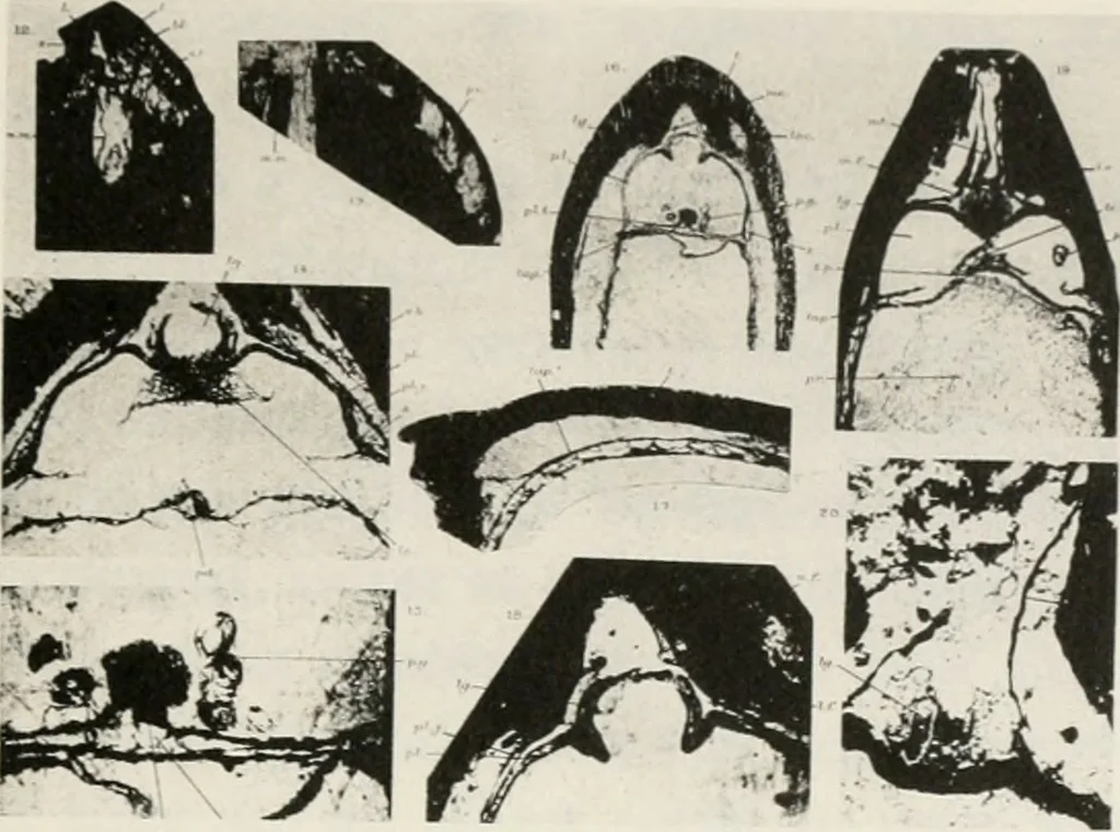An illustration from The essentials of illustration, a practical guide to the reproduction of drawings & photographs for the use of scientists & others, 1915, leaf 52