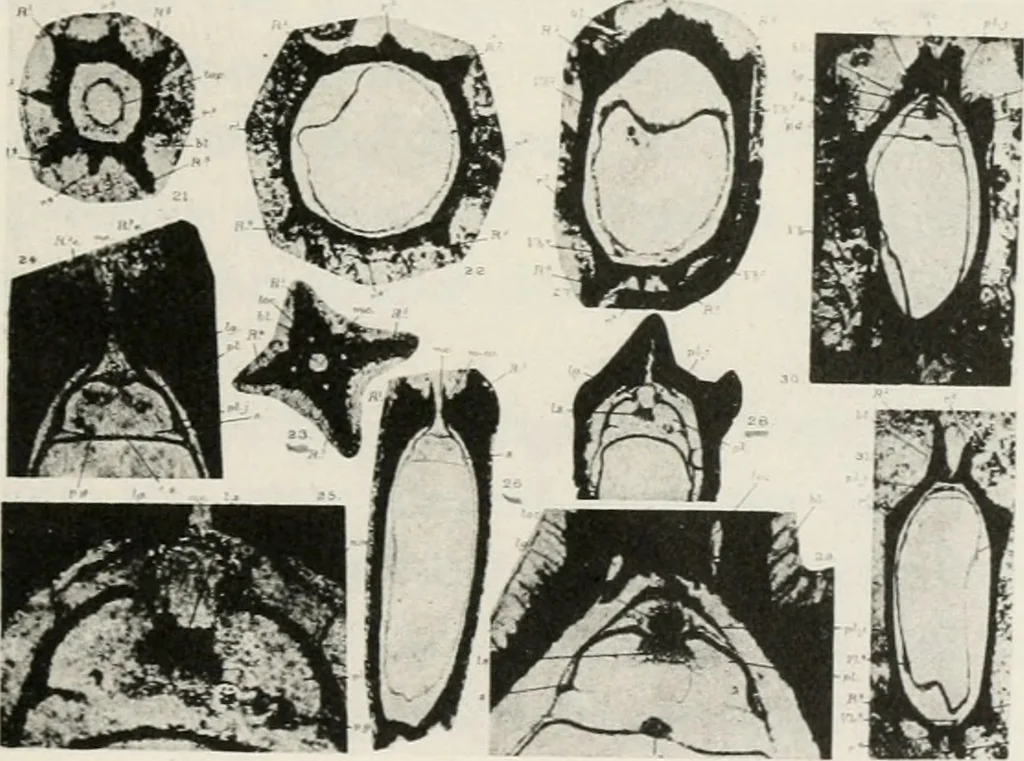 An illustration from The essentials of illustration, a practical guide to the reproduction of drawings & photographs for the use of scientists & others, 1915, leaf 52