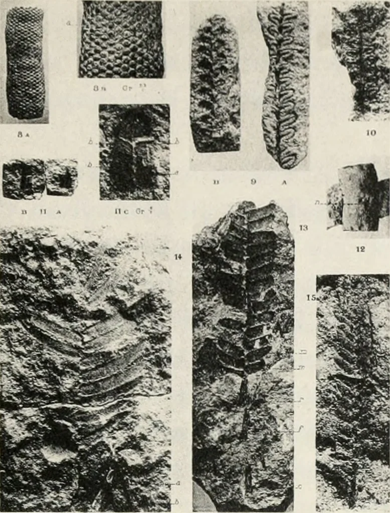 An illustration from The essentials of illustration, a practical guide to the reproduction of drawings & photographs for the use of scientists & others, 1915, leaf 56