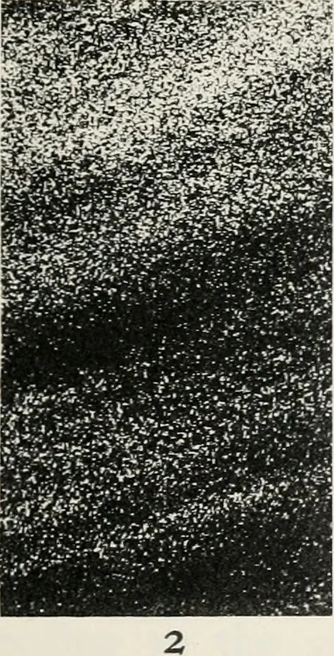 An illustration from The essentials of illustration, a practical guide to the reproduction of drawings & photographs for the use of scientists & others, 1915, leaf 56