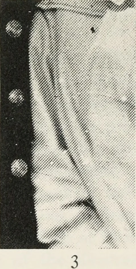An illustration from The essentials of illustration, a practical guide to the reproduction of drawings & photographs for the use of scientists & others, 1915, leaf 56
