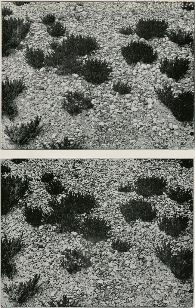 An illustration from The essentials of illustration, a practical guide to the reproduction of drawings & photographs for the use of scientists & others, 1915, leaf 68
