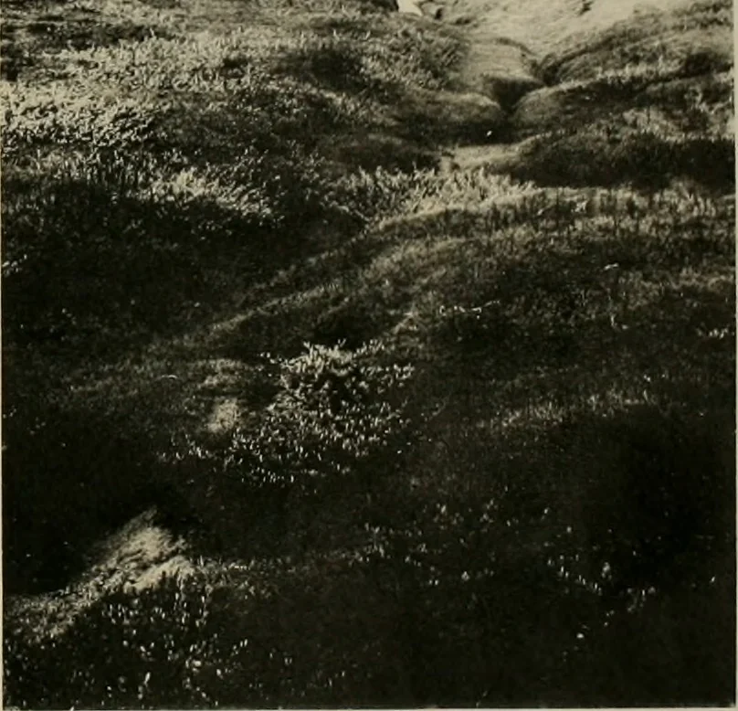 An illustration from The essentials of illustration, a practical guide to the reproduction of drawings & photographs for the use of scientists & others, 1915, leaf 79