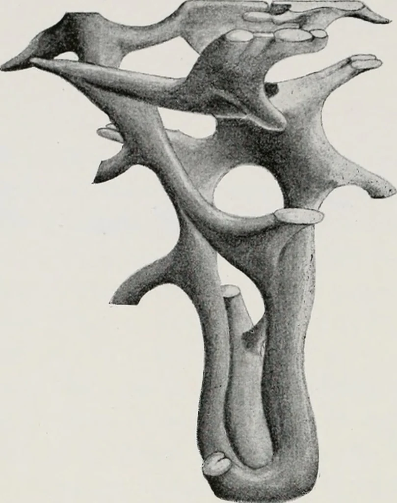 An illustration from The essentials of illustration, a practical guide to the reproduction of drawings & photographs for the use of scientists & others, 1915, leaf 87