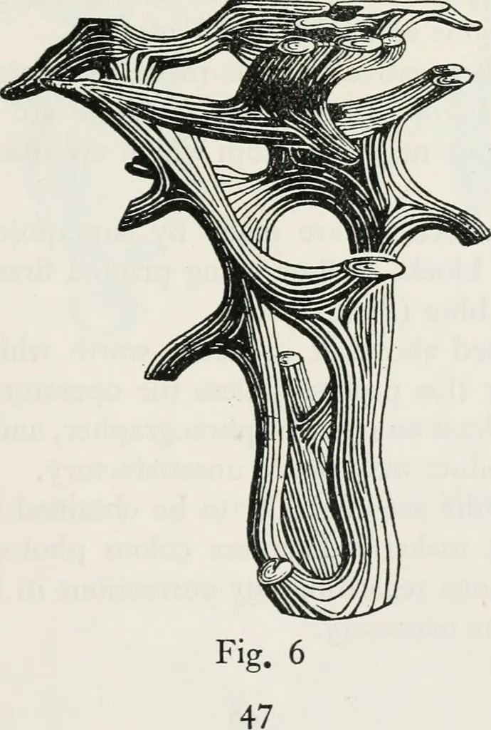 An illustration from The essentials of illustration, a practical guide to the reproduction of drawings & photographs for the use of scientists & others, 1915, leaf 88