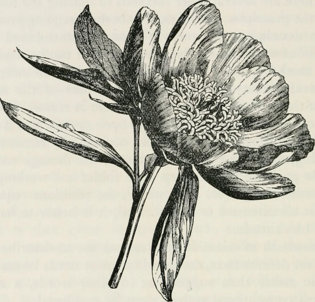 An illustration from The essentials of illustration, a practical guide to the reproduction of drawings & photographs for the use of scientists & others, 1915, leaf 95