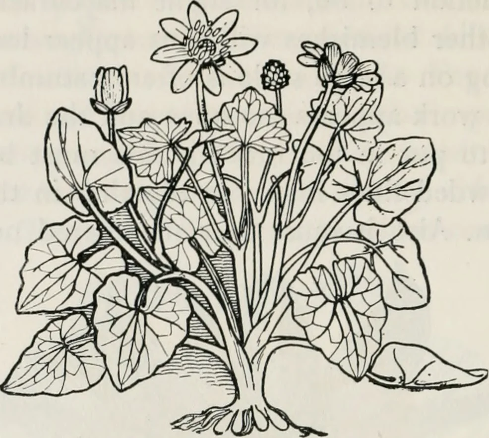 An illustration from The essentials of illustration, a practical guide to the reproduction of drawings & photographs for the use of scientists & others, 1915, leaf 97
