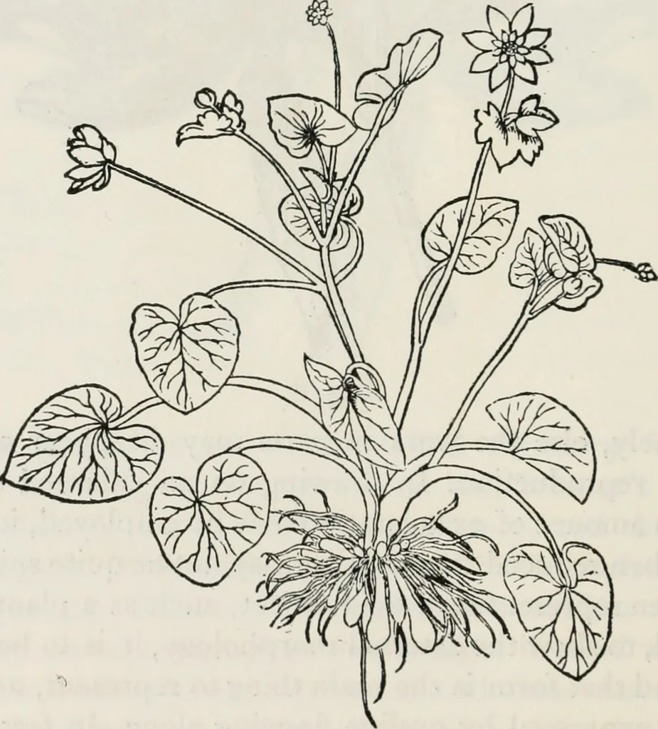 An illustration from The essentials of illustration, a practical guide to the reproduction of drawings & photographs for the use of scientists & others, 1915, leaf 97