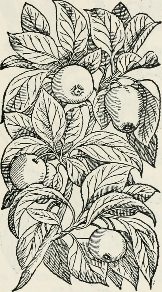 An illustration from The essentials of illustration, a practical guide to the reproduction of drawings & photographs for the use of scientists & others, 1915, leaf 98