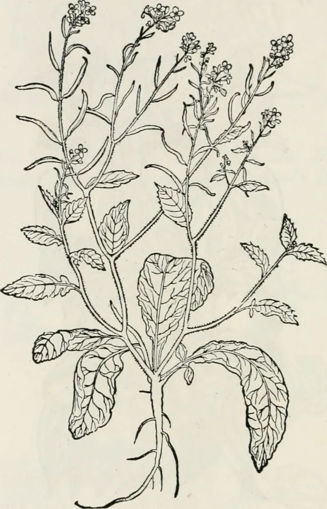 An illustration from The essentials of illustration, a practical guide to the reproduction of drawings & photographs for the use of scientists & others, 1915, leaf 99