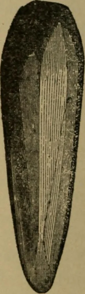 An illustration from Ethics of boxing and manly sport, 1888, leaf 220