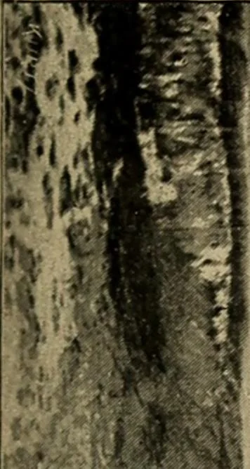 An illustration from Ethics of boxing and manly sport, 1888, leaf 283