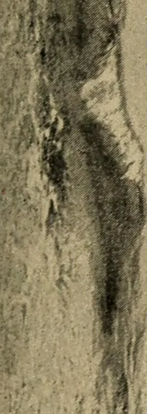 An illustration from Ethics of boxing and manly sport, 1888, leaf 283