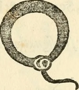 An illustration from Ethruscarum antiquitatum fragmenta : quibus vrbis Romae, aliarumque gentium primordia, mores, & res gestae indicantur, 1637, leaf 224