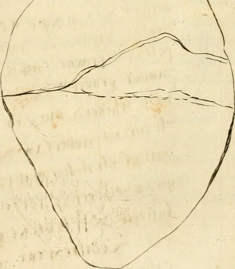 An illustration from Ethruscarum antiquitatum fragmenta : quibus vrbis Romae, aliarumque gentium primordia, mores, & res gestae indicantur, 1637, leaf 47