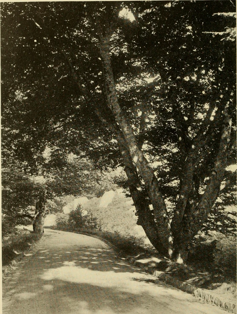 An illustration from European and Japanese gardens; papers read before the American Institute of Architects .., 1902, leaf 119