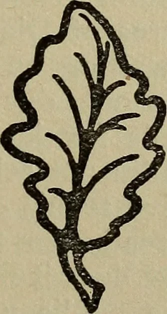 An illustration from Evans's essays;, 1908, leaf 84