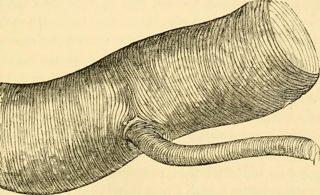 An illustration from Evenings at the microscope : or, Researches among the minuter organs and forms of animal life, 1884, leaf 108