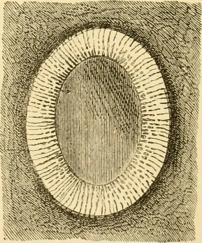An illustration from Evenings at the microscope : or, Researches among the minuter organs and forms of animal life, 1884, leaf 112