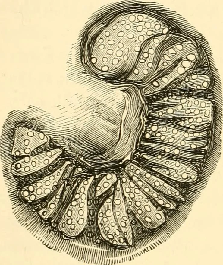 An illustration from Evenings at the microscope : or, Researches among the minuter organs and forms of animal life, 1884, leaf 113