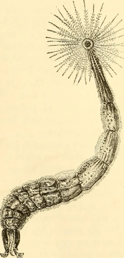 An illustration from Evenings at the microscope : or, Researches among the minuter organs and forms of animal life, 1884, leaf 115