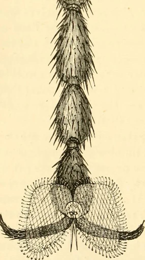 An illustration from Evenings at the microscope : or, Researches among the minuter organs and forms of animal life, 1884, leaf 129