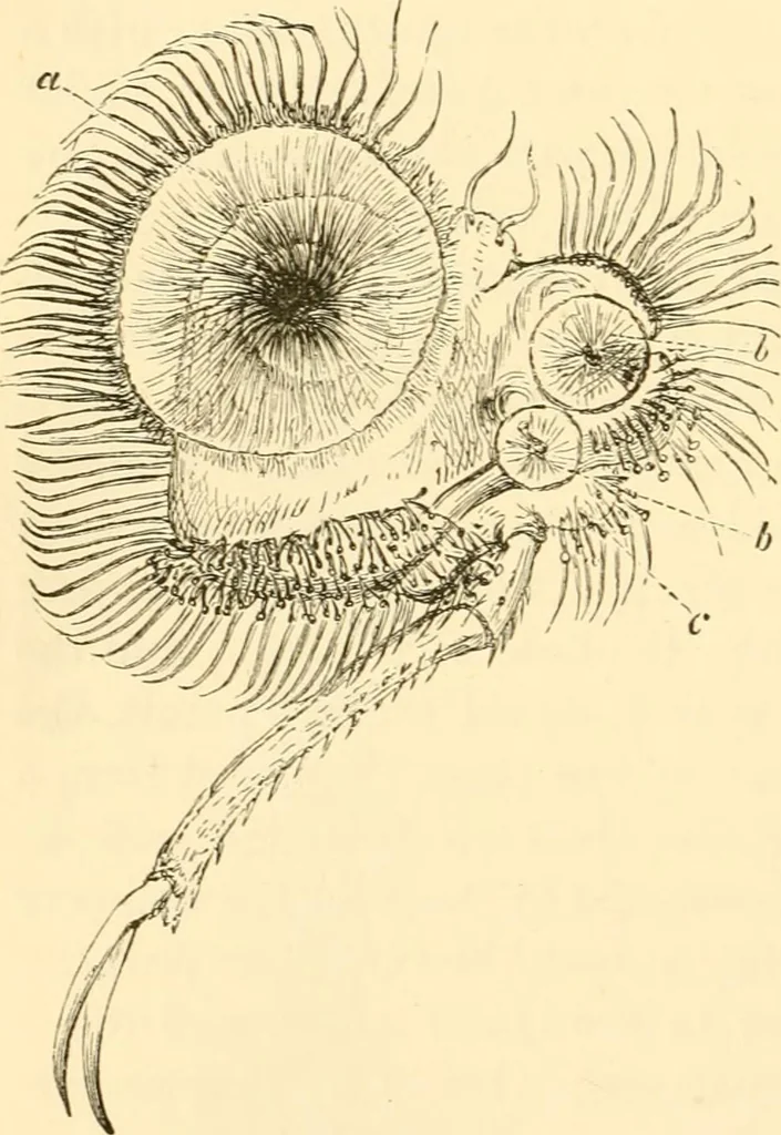 An illustration from Evenings at the microscope : or, Researches among the minuter organs and forms of animal life, 1884, leaf 131