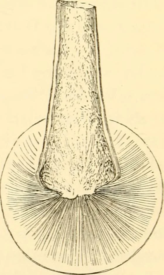 An illustration from Evenings at the microscope : or, Researches among the minuter organs and forms of animal life, 1884, leaf 131