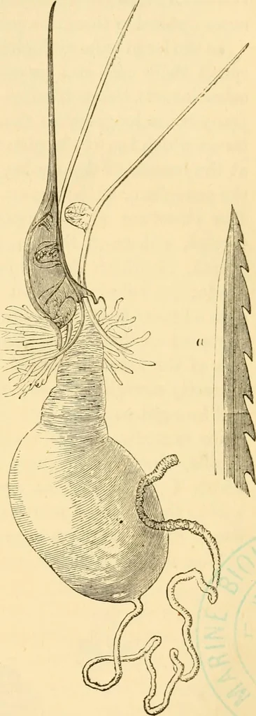 An illustration from Evenings at the microscope : or, Researches among the minuter organs and forms of animal life, 1884, leaf 140