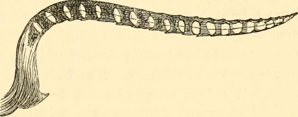 An illustration from Evenings at the microscope : or, Researches among the minuter organs and forms of animal life, 1884, leaf 147